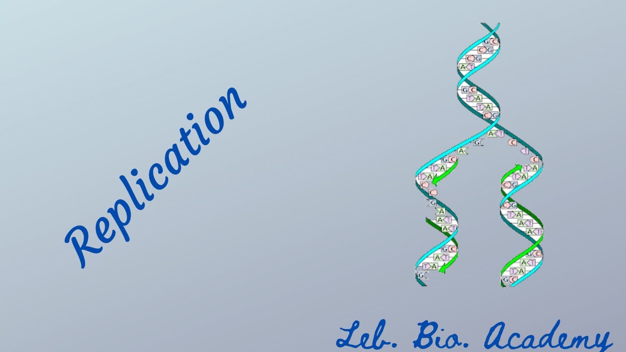 Identical reproduction and cell cycle: Replication