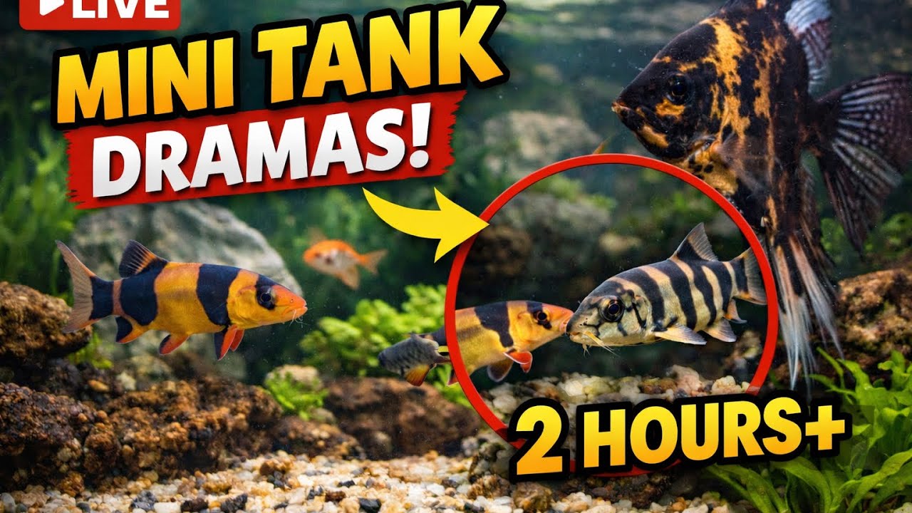 Little Fishy Dramas Tonight |  Replay to Help You Unwind as well as camera  faffing keeping it real