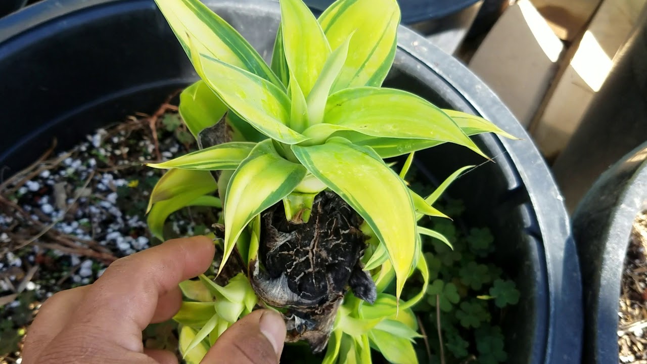 Agave Attenuata Variegated