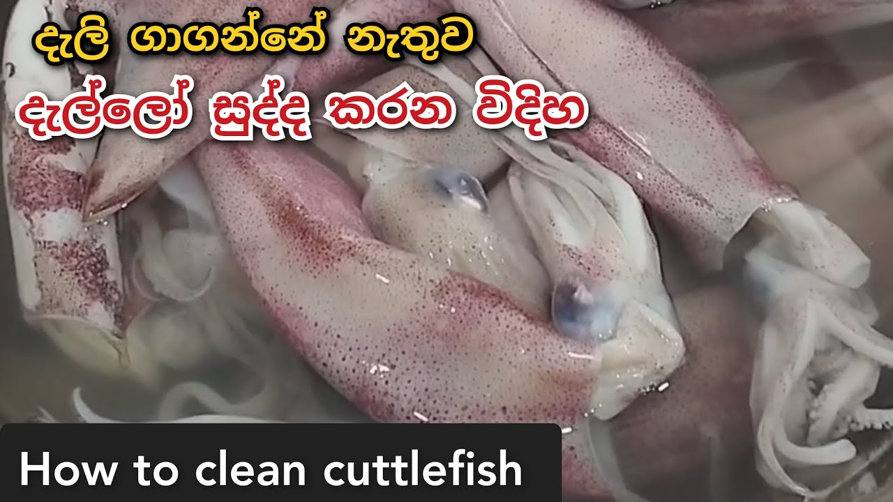 දැල්ලෝ සුද්ද කරන හැටි / how to clean cuttlefish/ clean and cut cuttlefish/ dallo sudda karana vidiya