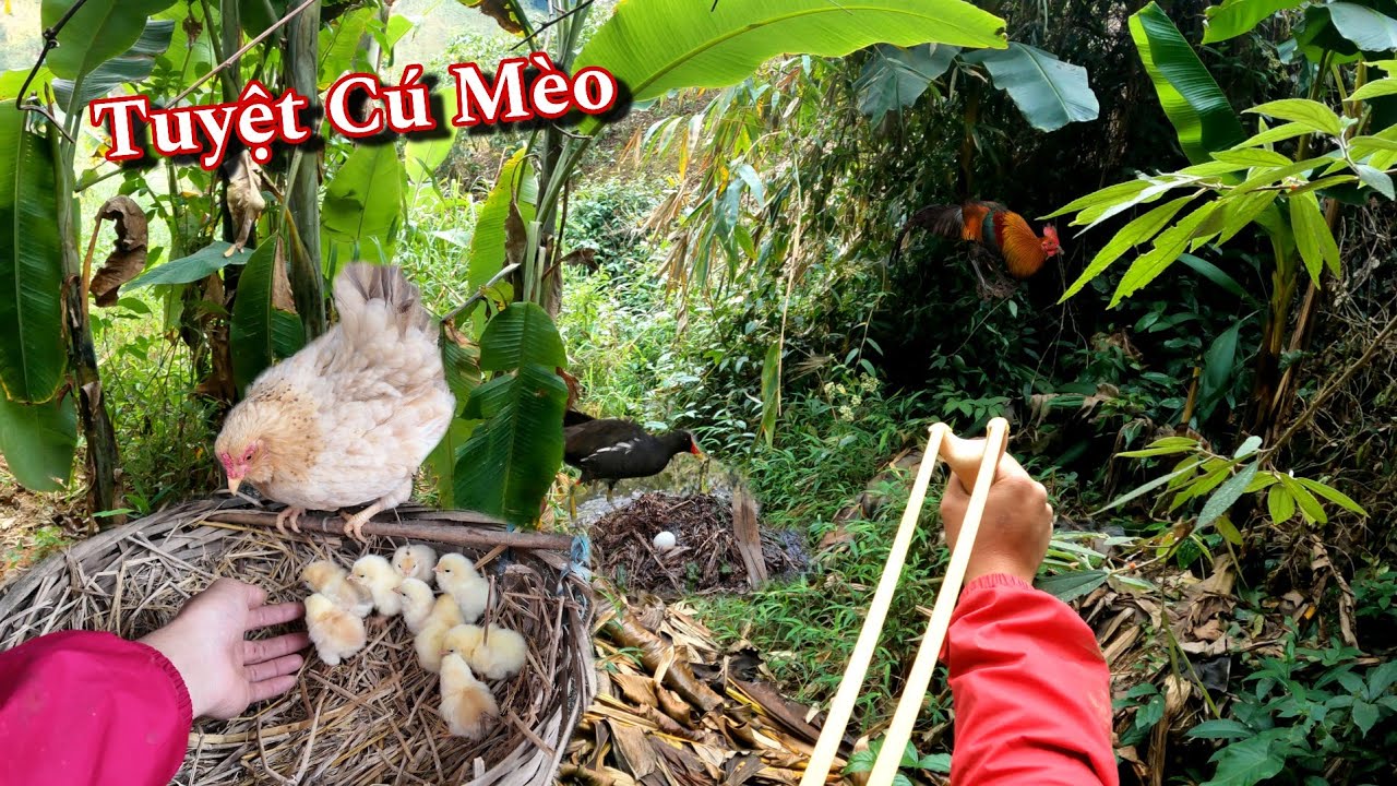 Mừng Quá Ổ Gà Bắc Tít Đã Nở - Mang Ná Đi Săn Và Mất Ổ Le Le | Dân Tộc Tây Bắc Tv
