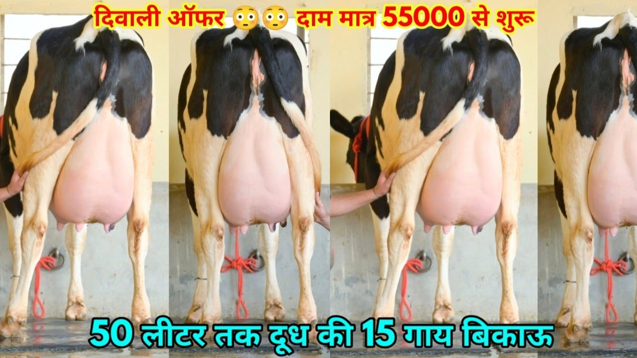 20 से 50 लीटर दूध की फुल रिकॉर्ड वाली गाय, 50000 से दाम शुरू। Madan Lal Dairy Farm, Jalandhar Punjab