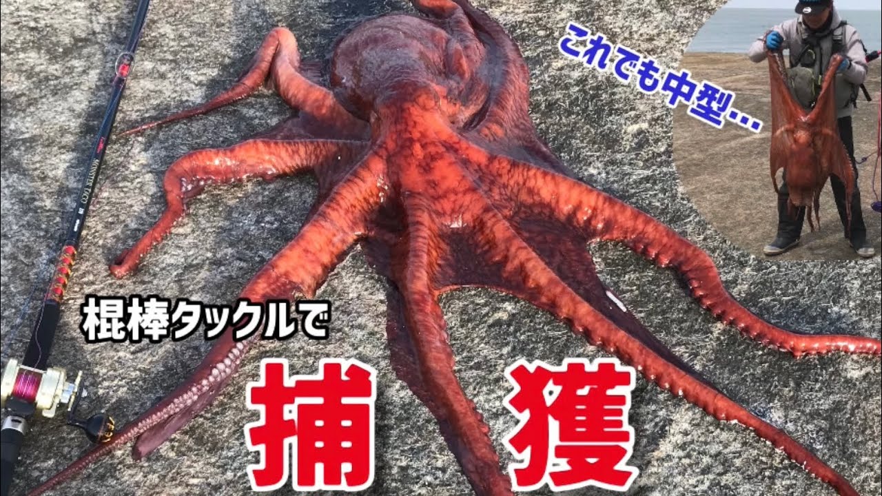 震えるデカさ‼️10キロオーバーのミズダコとファイトする。【タコ釣り】酒田離岸