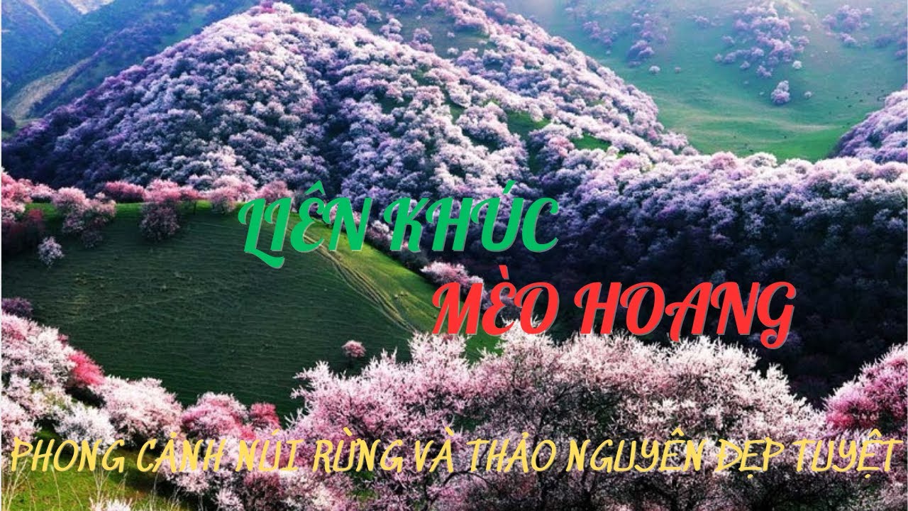 LI&Ecirc;N KH&Uacute;C M&Egrave;O HOANG ☆ NHẠC TRỮ T&Igrave;NH RUMBA CHỌN LỌC ☆ PHONG CẢNH N&Uacute;I RỪNG V&Agrave; THẢO NGUY&Ecirc;N ĐẸP TUYỆT☆☆☆