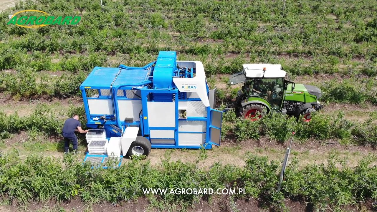 Air Berry Harvester KOKAN 500L podczas pracy na planacji borówki w Polsce