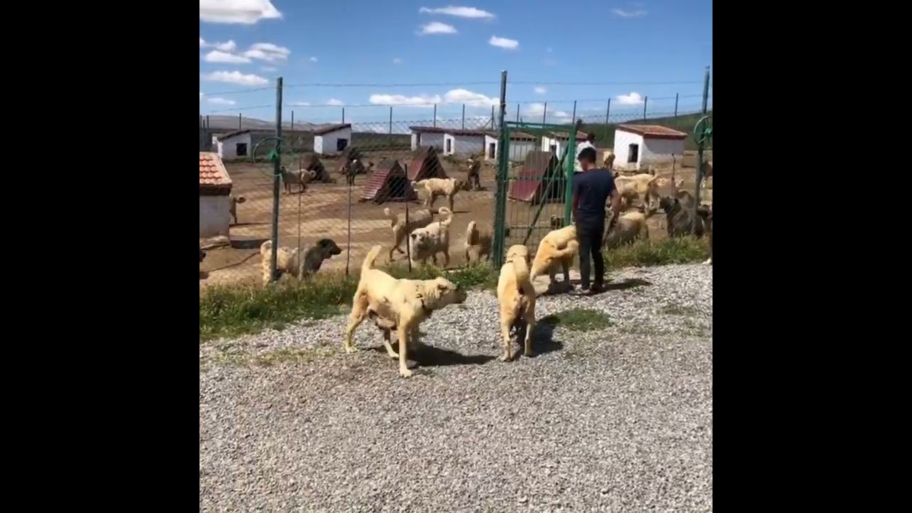 Kangal Dog Characteristics