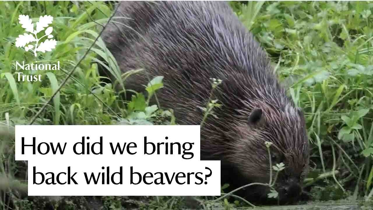 We released wild beavers in England for the first time in 500 years - legally!