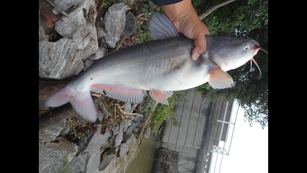 Fishing for Blue Catfish on the Potomac River (Washington D.C.)