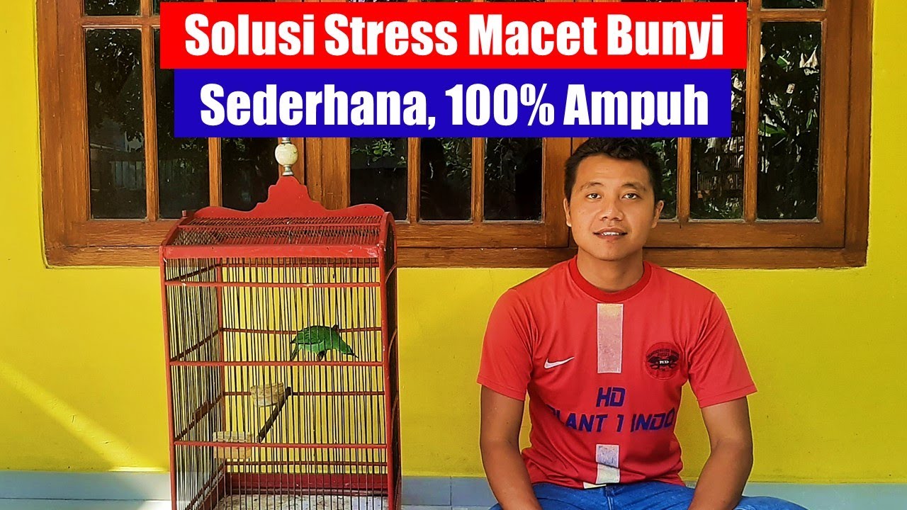 Cara Mengatasi Burung Cucak Ijo Macet Bunyi || Cara Perawatan Cucak Ijo Macet Bunyi