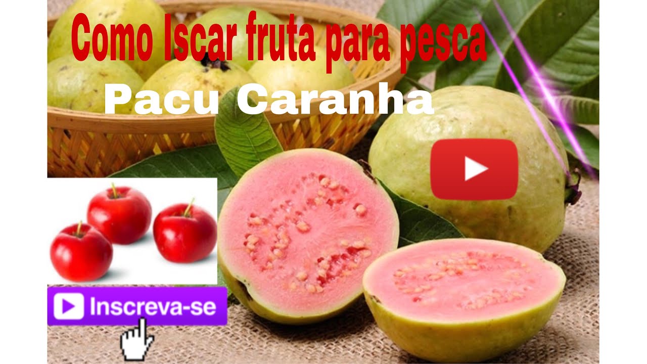 Como Iscar fruta para pesca do Pacu Caranha👀🐟 infalível