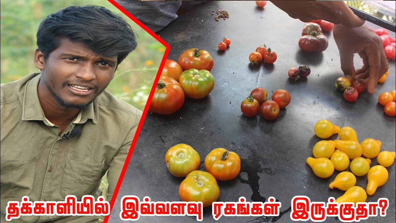 நம் தினசரி உணவில் இருந்து விலகி சென்ற நாட்டு ரக தக்காளிகள்🍅 Varieties of tomatoes? உழுது உண் சுந்தர்