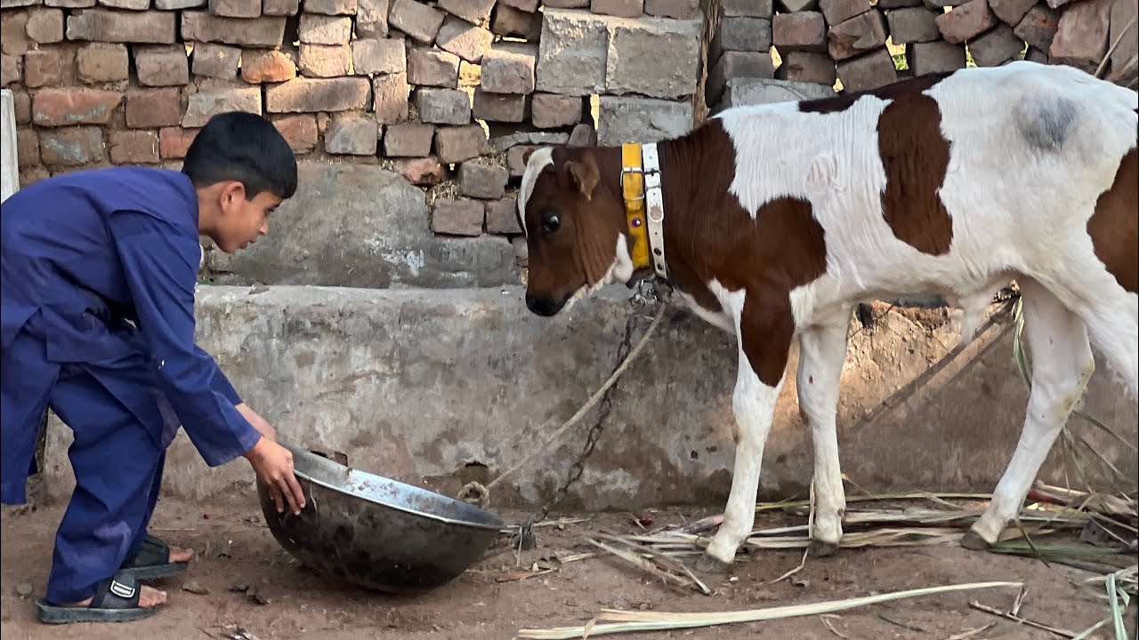 Cute Baby Calf at Our Desi Farm | Village Life in Pakistan/India | Cow Farming & Rural Lifestyle 🐄 