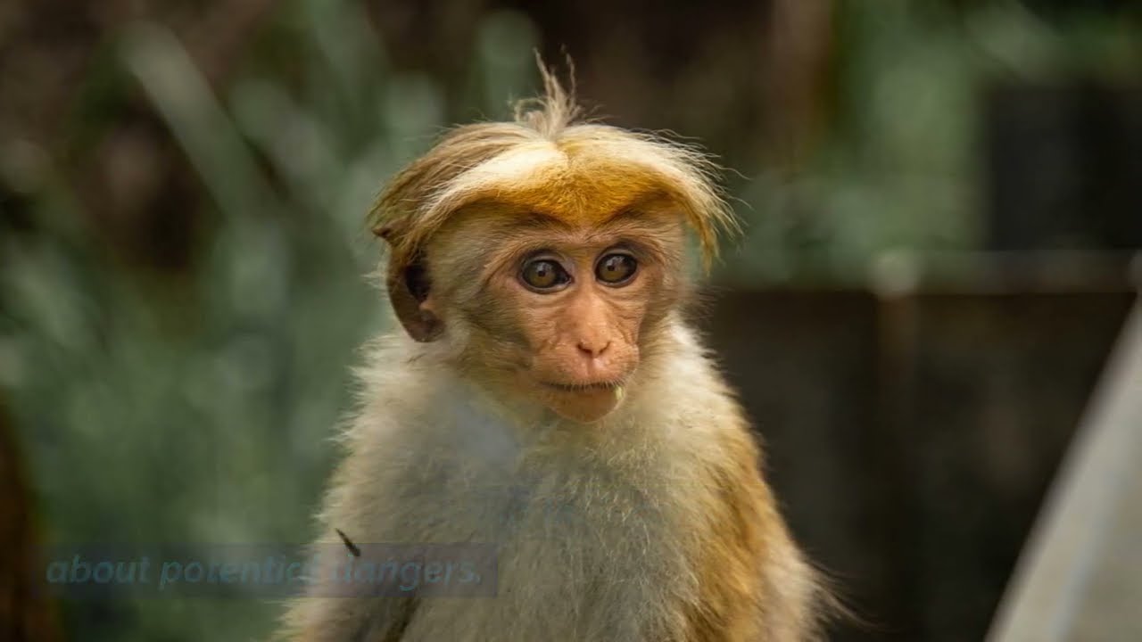 Exploring the Fascinating World of Monkeys