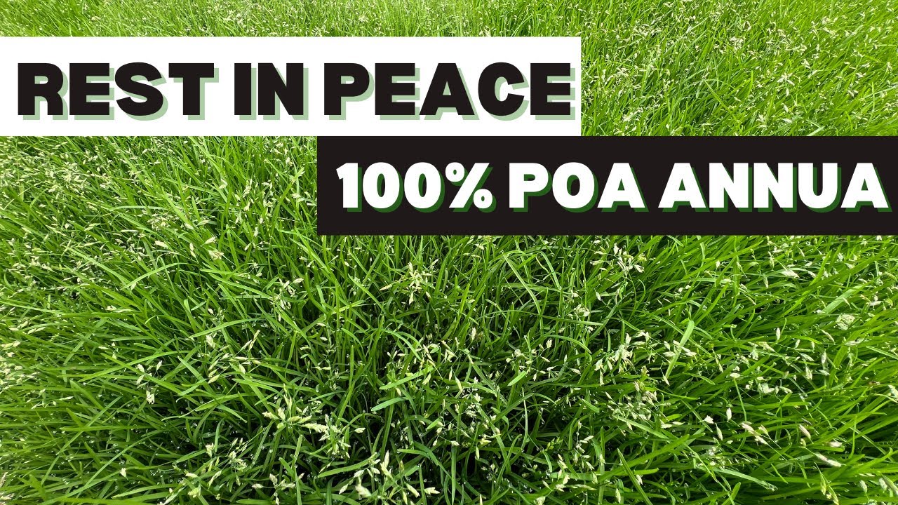 Good Bye Poa Annua