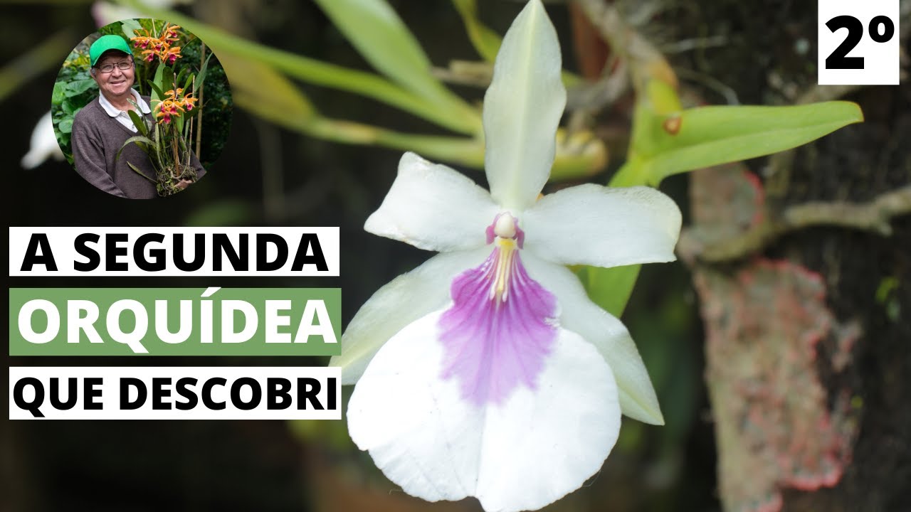Orquídea Miltonia spectabilis semi-alba 'Laura Kayasima' - Masuji Kayasima