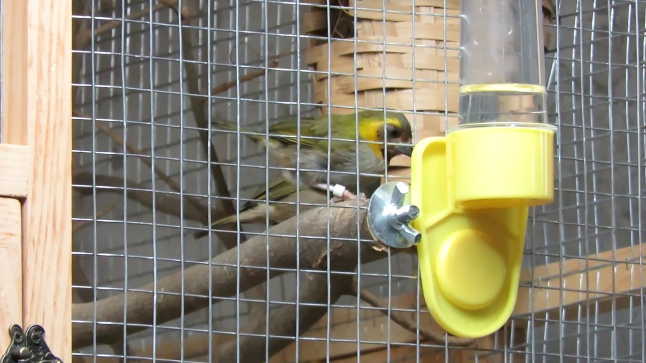 Cuban finches breeding (Tomeguines del pinar haciendo cria)