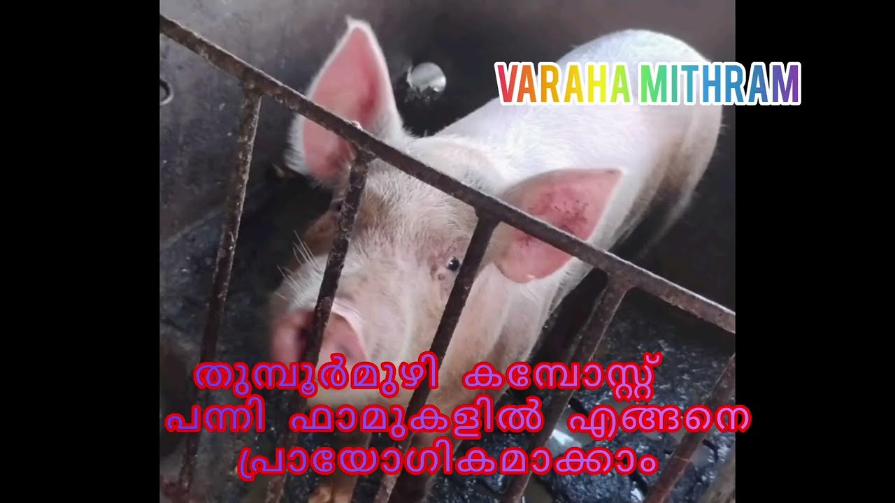 പന്നിഫാമിലെ മാലിന്യ സംസ്കരണം# തുമ്പൂർമുഴി കമ്പോസ്റ്റിംഗിലൂടെ # Pig farming # waste management