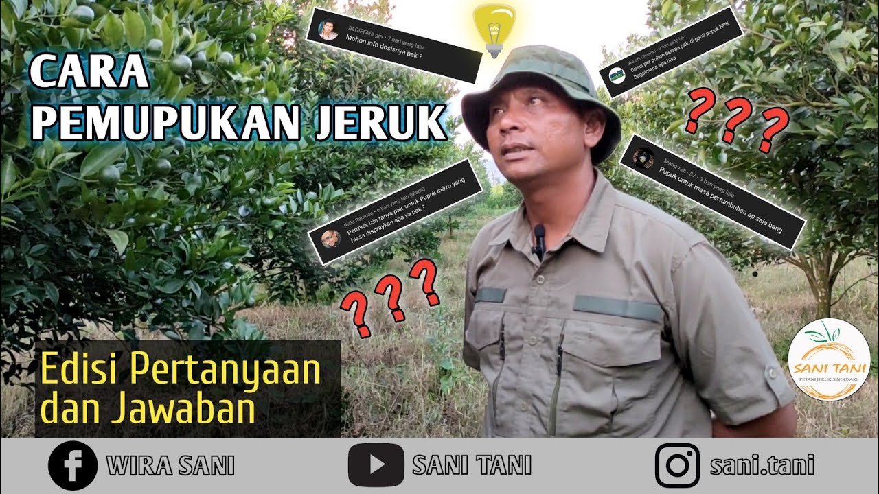 CARA PEMUPUKAN JERUK EFEKTIF, HEMAT, DAN HASIL MAKSIMAL MENURUT @SANITANIpetanijeruksingosari