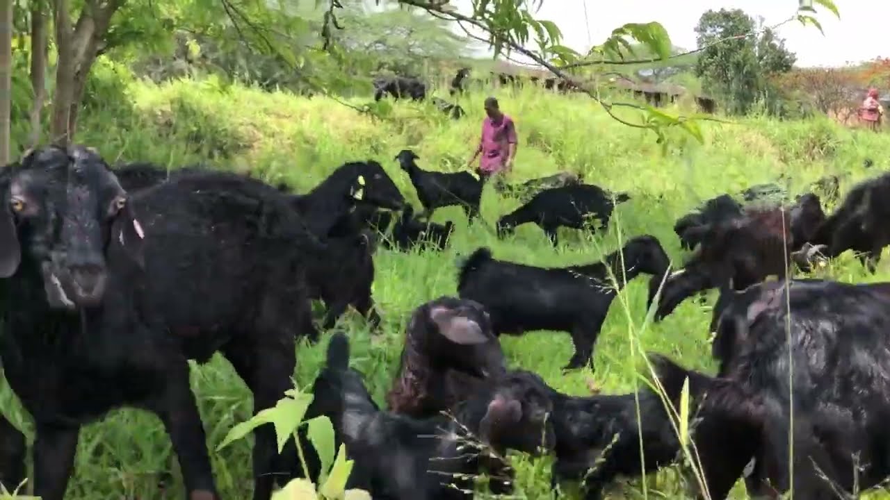 ATTAPPADY GOAT BREED