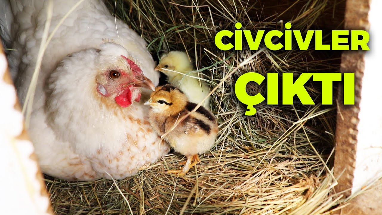 Herkesin İstediği Gurk Civcivleri Çıktı Muhteşemler ! Yumurta Toplama - Çiftlik İşleri - Tavuklar