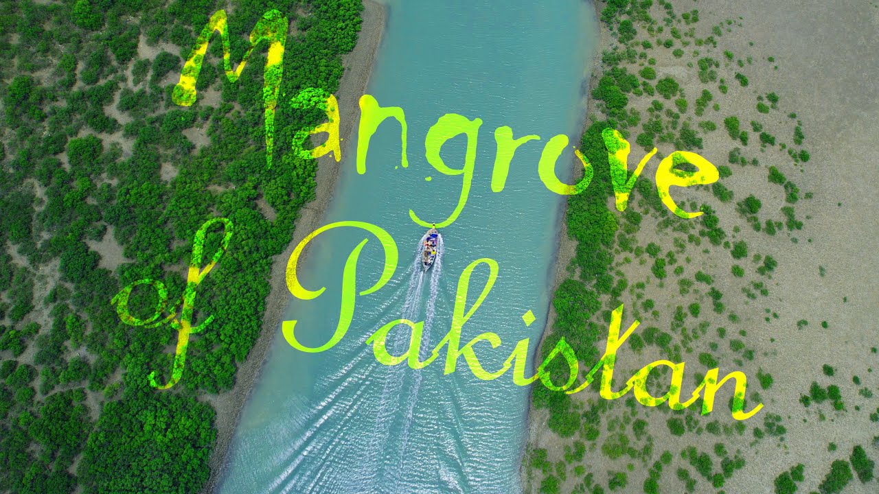 Mangroves of Pakistan