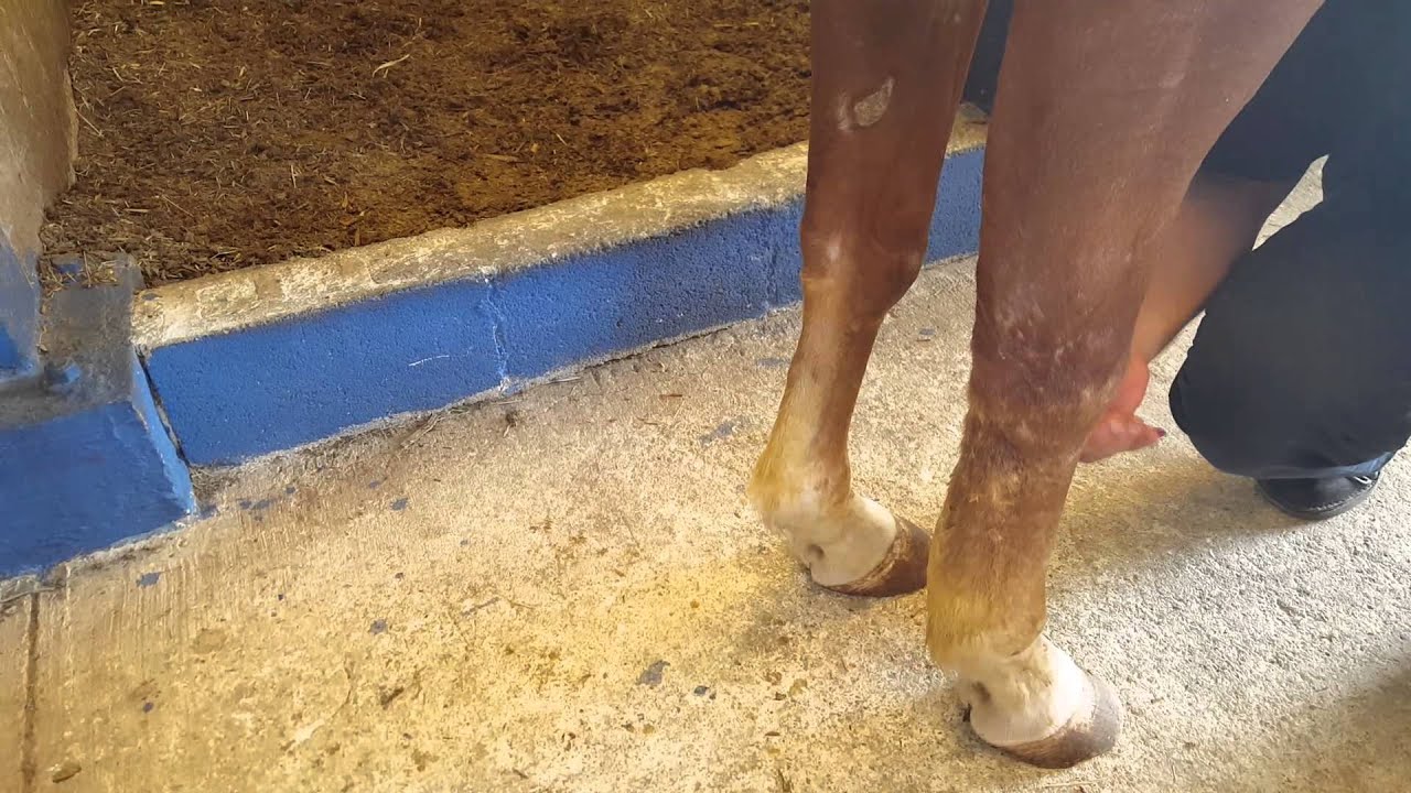 Winner Circle  para tratar cojeras en los equinos