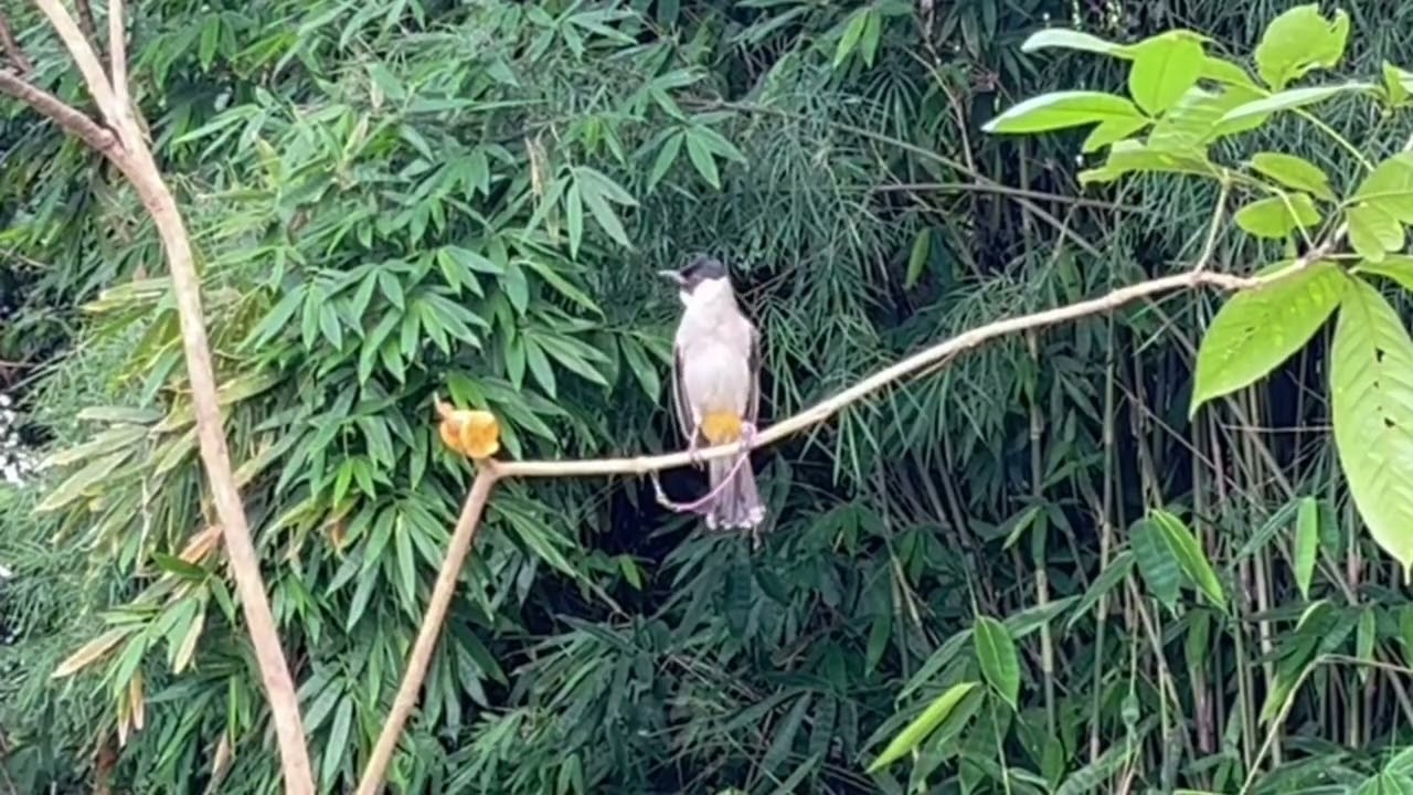 Suara Burung Kutilang Gacor KUTILANG RIBUT NGAMUK Ampuh untuk menaikkan Mental EMOSI Kutilang Lain 4