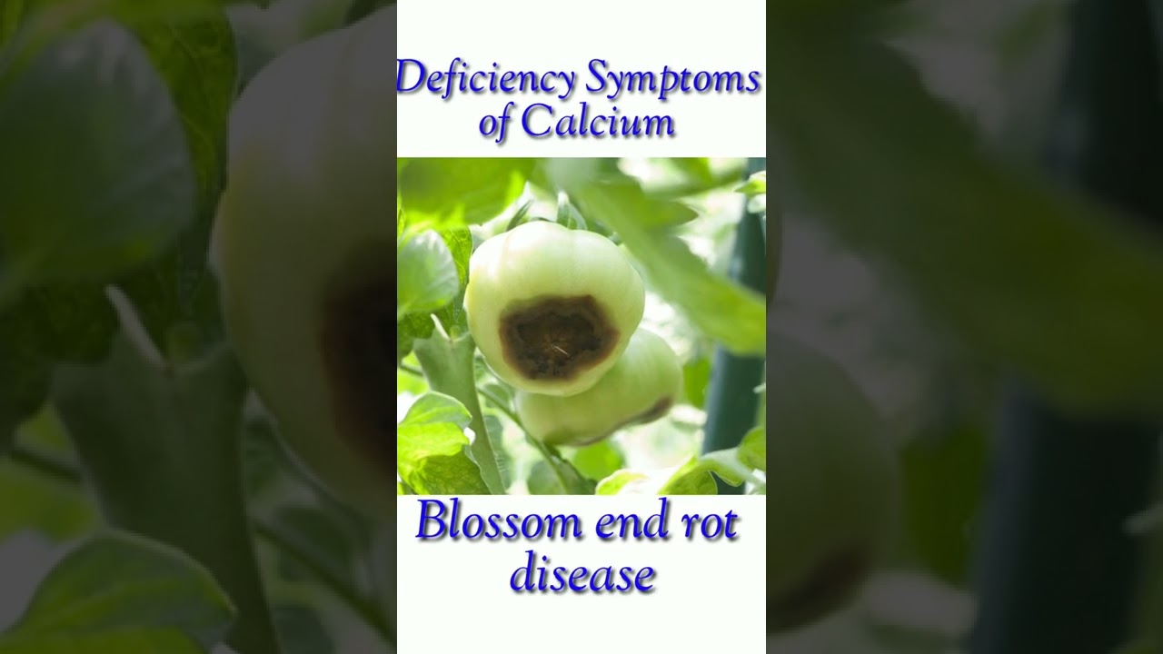 Deficiency Symptoms of Minerals in plants | Botanical studies | Dr. Varsha S. Khude
