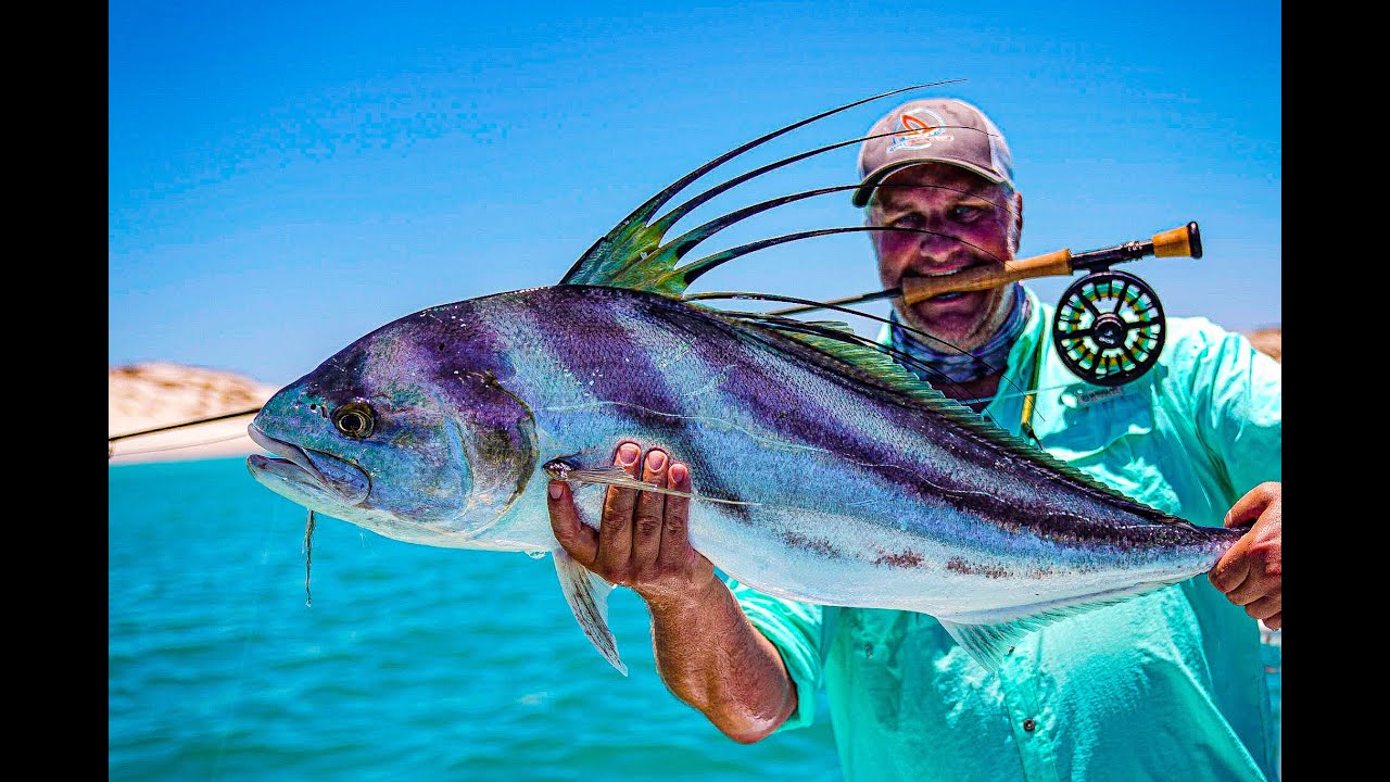 El Gallo Fly Fishing Lodge, Medium Roosterfish