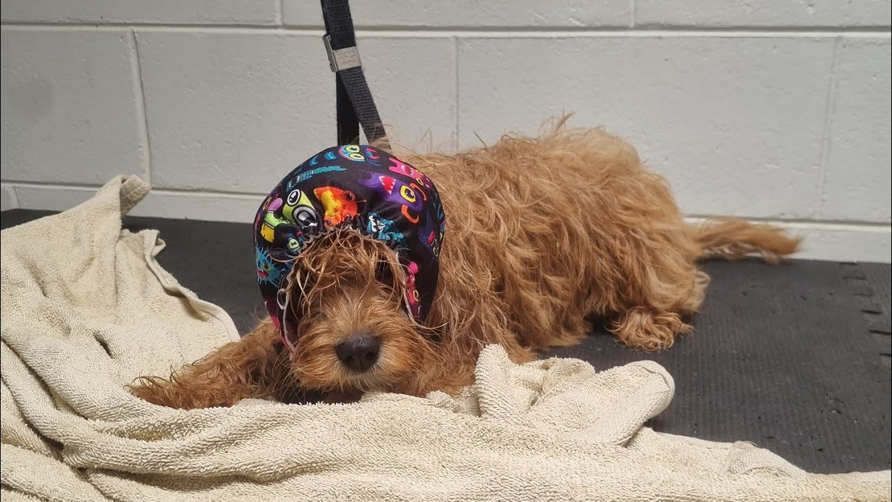 Louis, Cavoodle Puppy Bath😍#ilovemarshmallowpaws#doggrooming#cavoodlepuppybath#louie