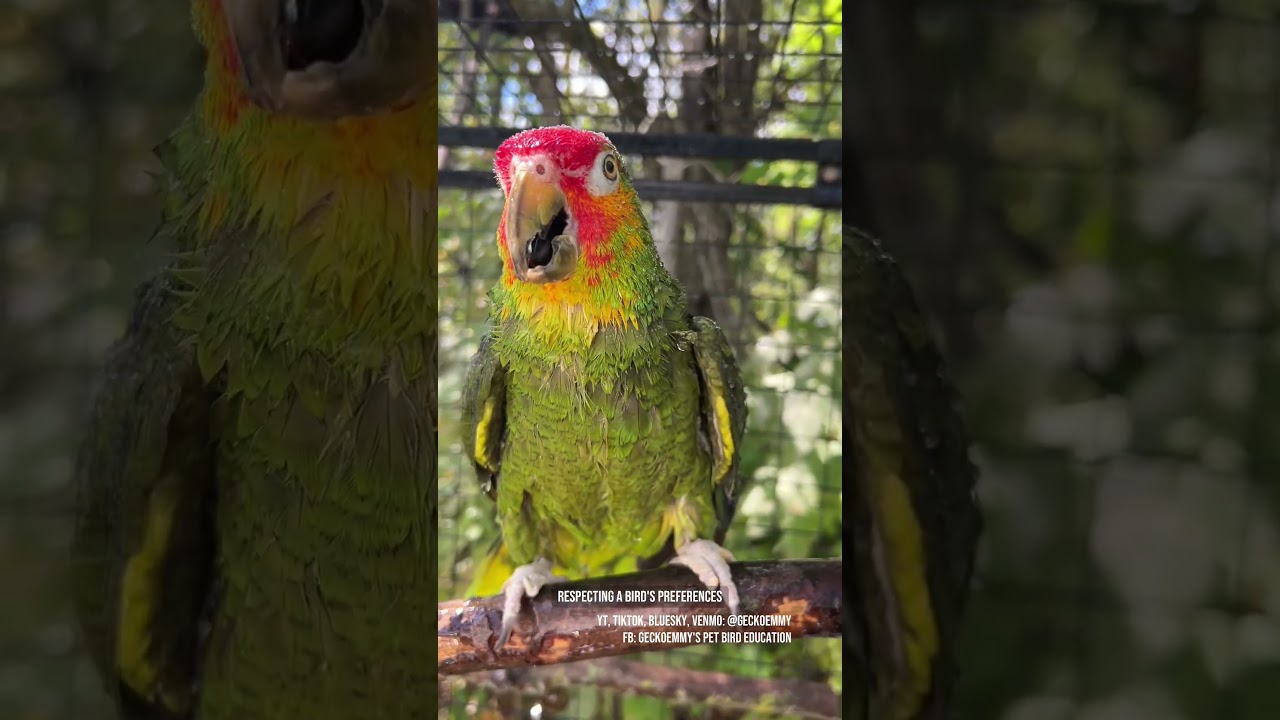 Some parrots need encouragement and conditioning to learn to enjoy a healthy bath #petbirds #bath