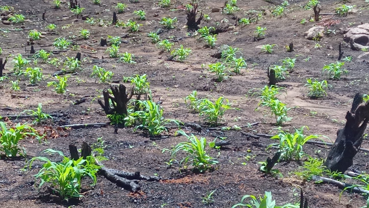 ATUALIZANDO VEJA COMO ESTAR A PEQUENA  ROÇA DE MILHO 🌽 🌽 🌽 