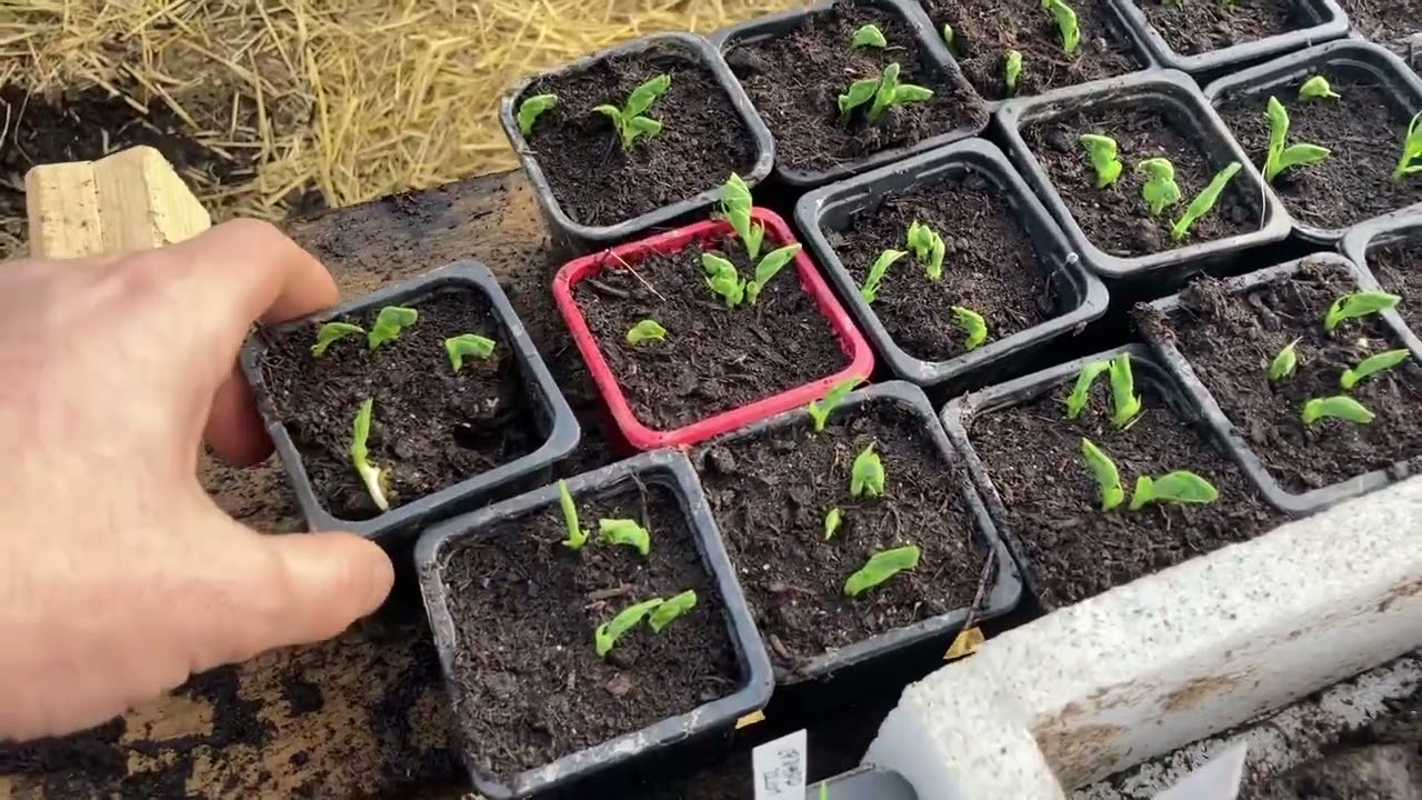 Plantation des oignons, semis de petit pois 🌱