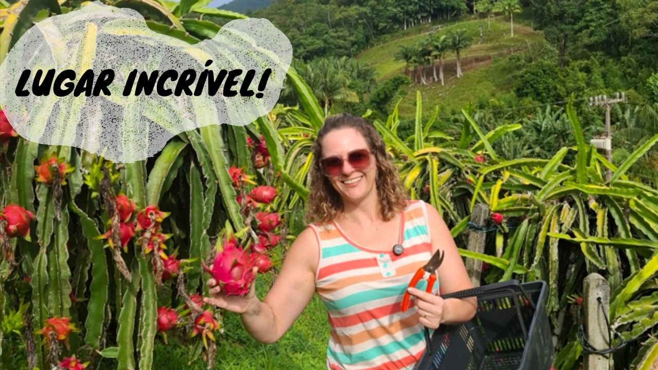Colheita de PITAYA em SC