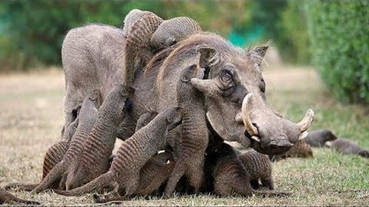 11 Simbioses que Acontecem no Reino Animal