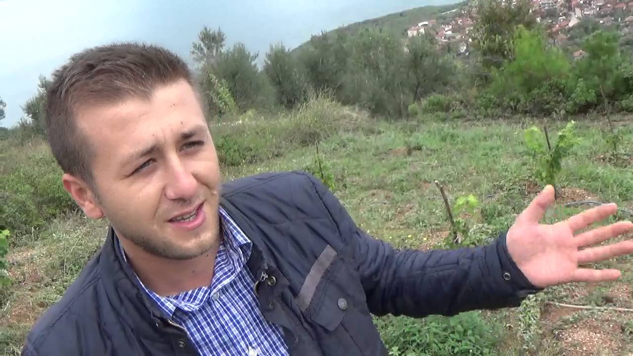 Müşküle Üzümü - İznik Müşküle Köyü -  Çubuk Fidan Dikimi - Müşküle Bağı - Sofralık Üzüm