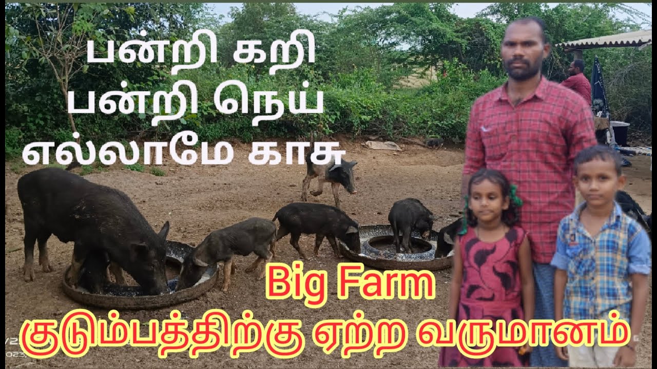 How to Success in Pig Farming | பன்றி கறி மற்றும்  நெய் | நாட்டு பன்றி வளர்ப்பில் லாபம் | 9688896692