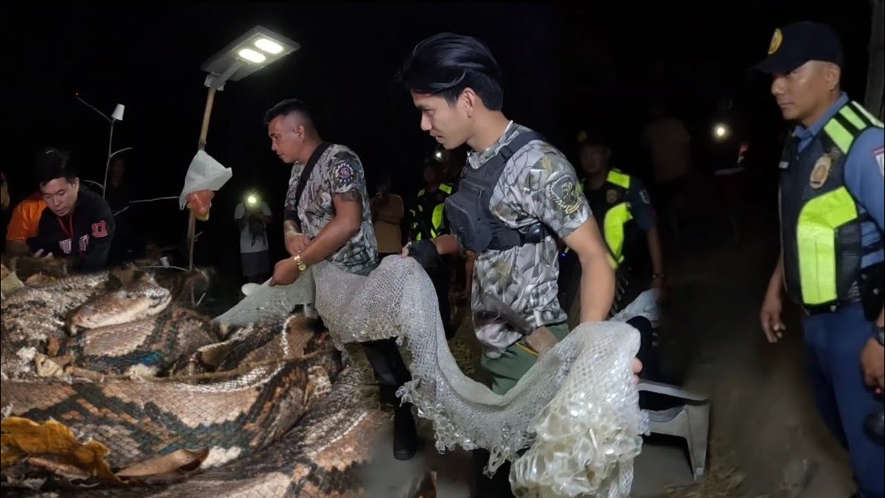 SAWA SA PANGASINAN HULE KAY COBRA PRINCE