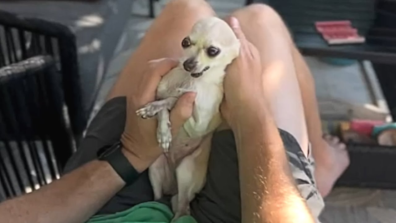 Blind chihuahua that lived in bathtub is finally free
