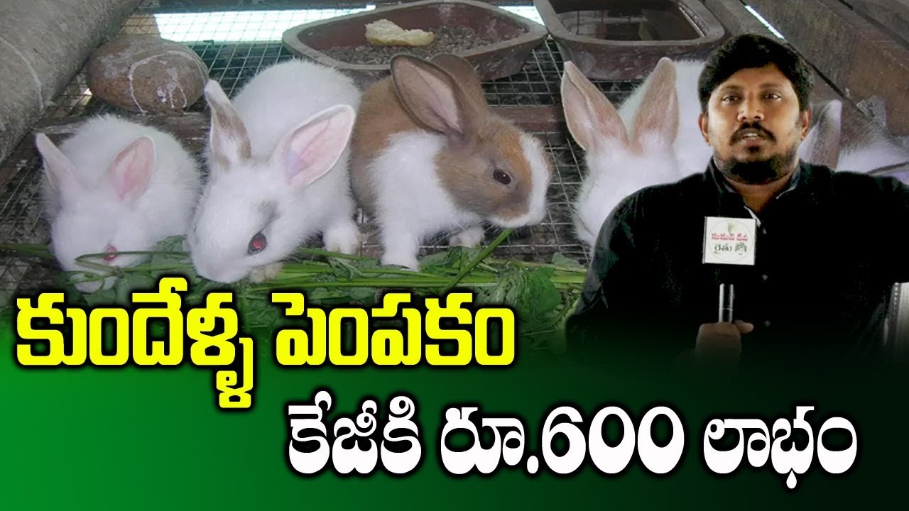 Practical Tips for Starting a Rabbit Farm || Rabbit Farming Profit and Process || SumanTV Rythu