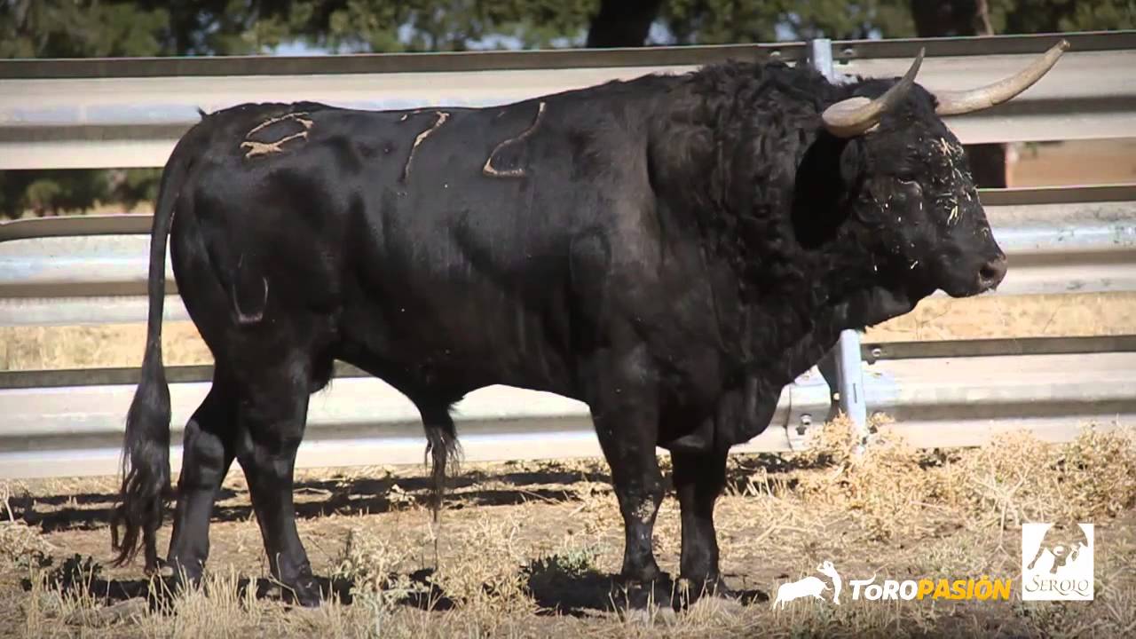 Toropasi&oacute;n - La emoci&oacute;n de los Festejos Populares de Zaragoza 2013