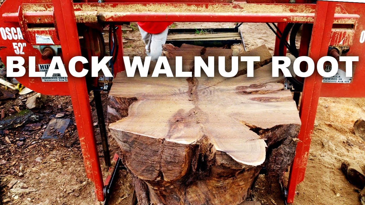 Huge Black Walnut Root Cut Into Large Table Slabs | Gone Right!