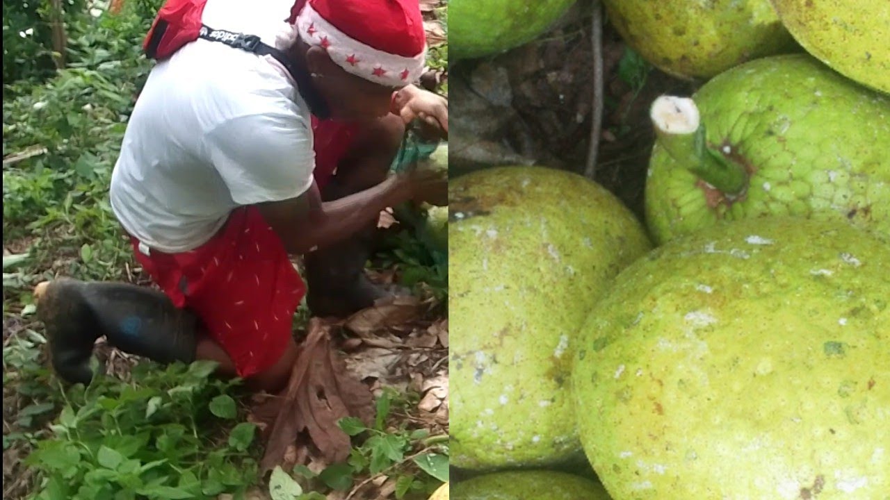 Looking some breadfruit and some other things for my subscriber