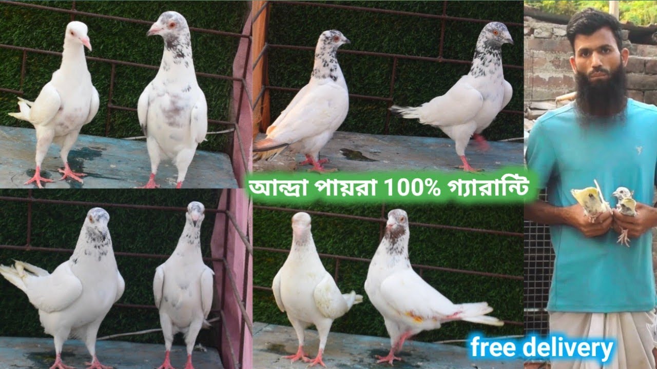 আন্দ্রা পায়রা ১০০% গ্যারান্টি ওড়ার ||মুর্শিদাবাদে আন্দ্রা||free delivery Andhra pyra@dspigeon519