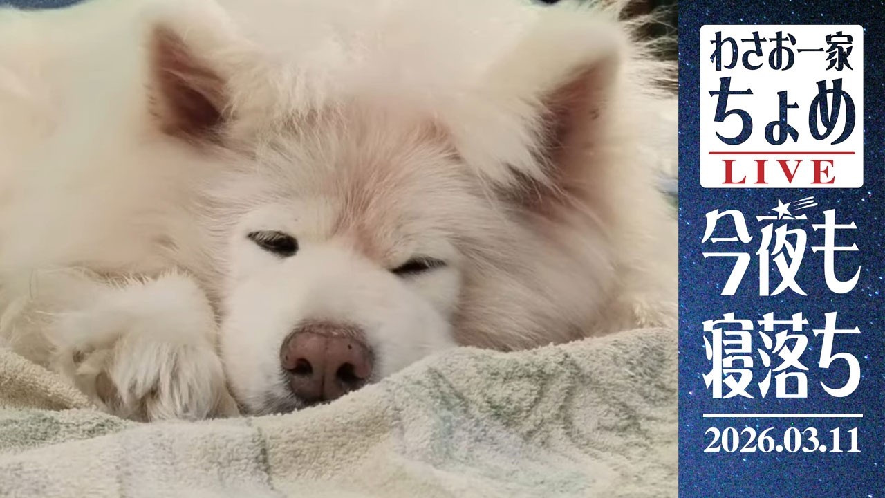 東日本大震災の日… 03/11 わさお一家 ちょめ  長毛秋田犬 おやすみ配信  #wasao_official