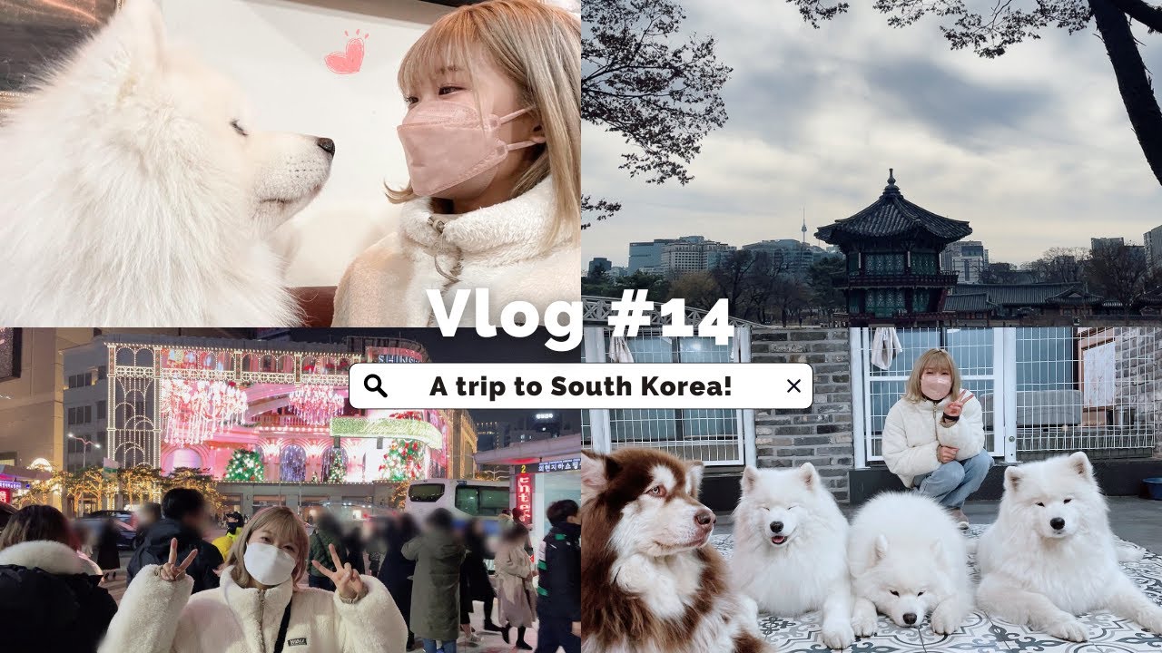 🚗Vlog 14: We went on a business trip to Korea and met some SAMOYEDS