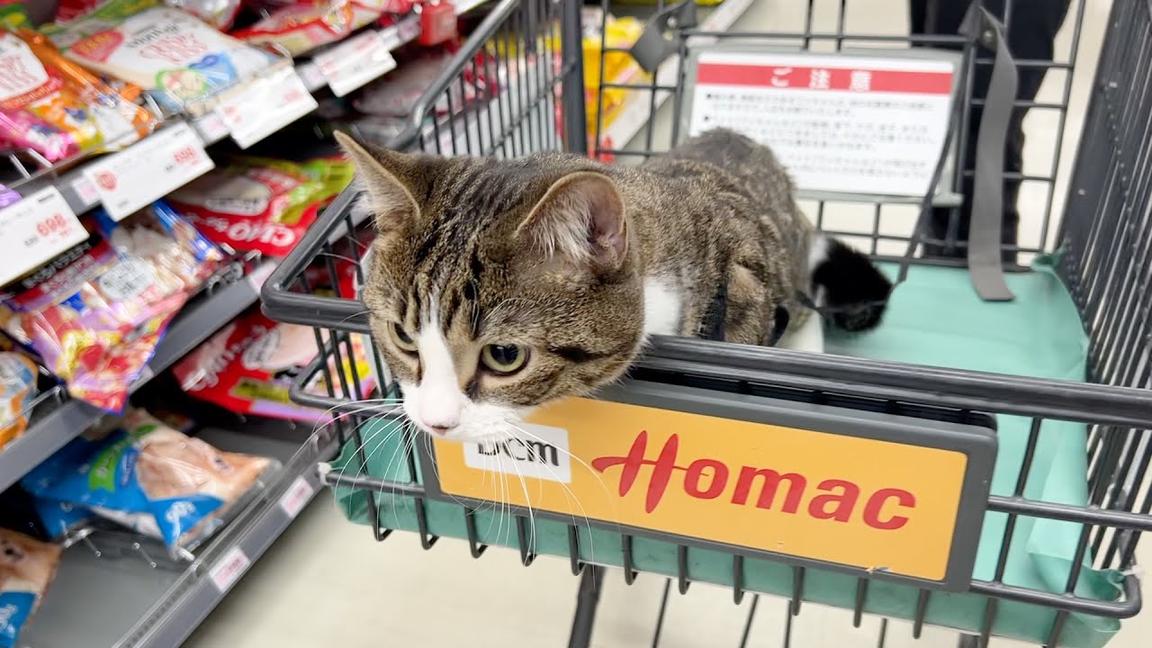 Cat Coco is surprised because he went shopping for the first time