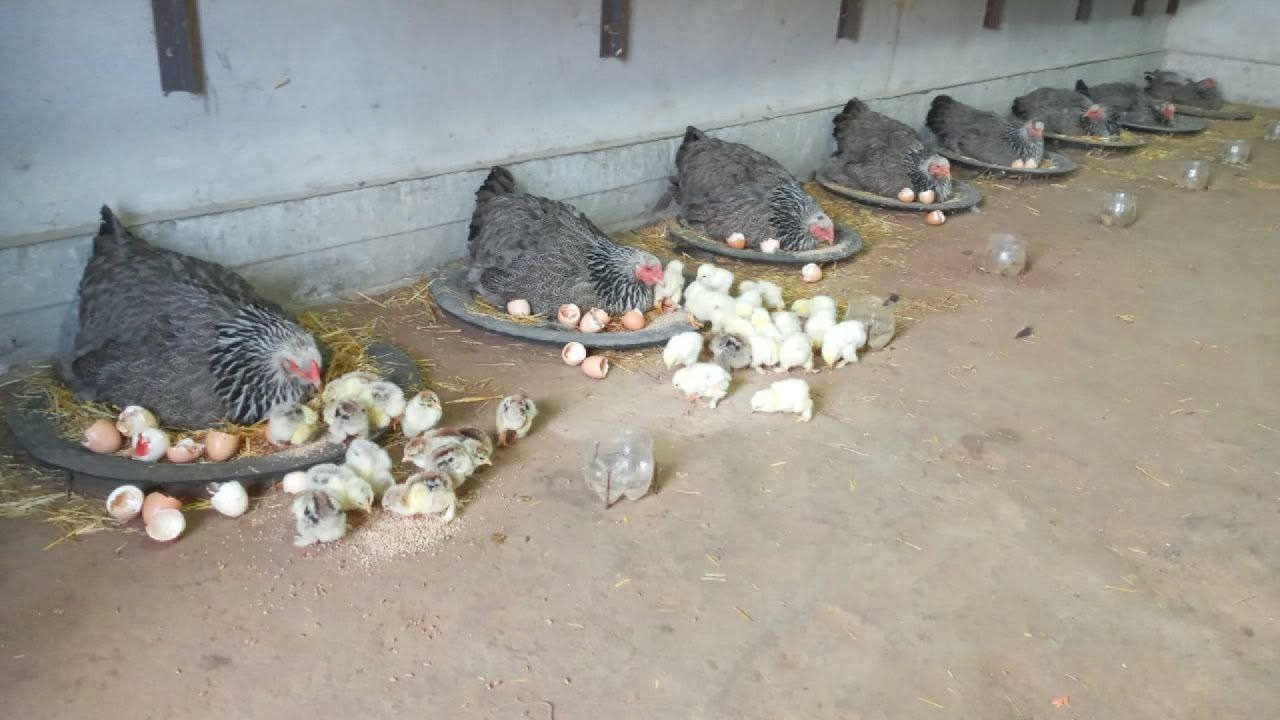 How to raise chicks in a coop with multiple mother hens