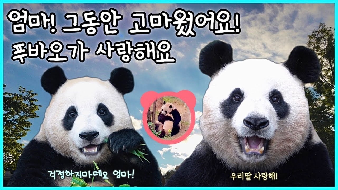 [ep.126] 드디어 독립한 푸바오!💕/ 엄마!! 그동안 고마웠어요! 푸바오가 엄마 정말 많이 사랑해요!! / 함께 했던 772일의 모든것✨/ 에버랜드 판다월드