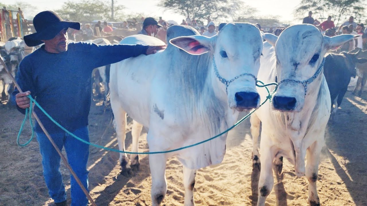 FEIRA DO GADO EM CACHOEIRINHA-PE  22-01-2026 #nordestino